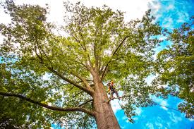 Lopezville, TX Tree Services Company