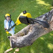 Best Stump Grinding and Removal  in Lopezville, TX