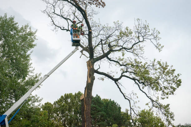 How Our Tree Care Process Works  in  Lopezville, TX