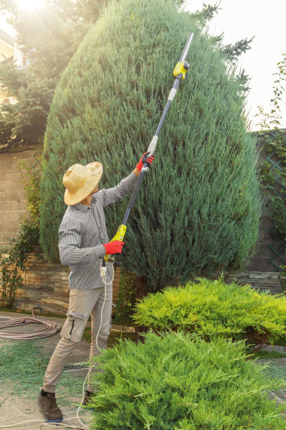 Best Fruit Tree Pruning  in Lopezville, TX